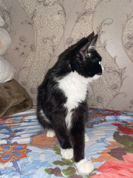 Отдам котёнка в добрые руки