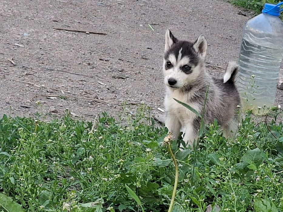 Продам щенят хаски