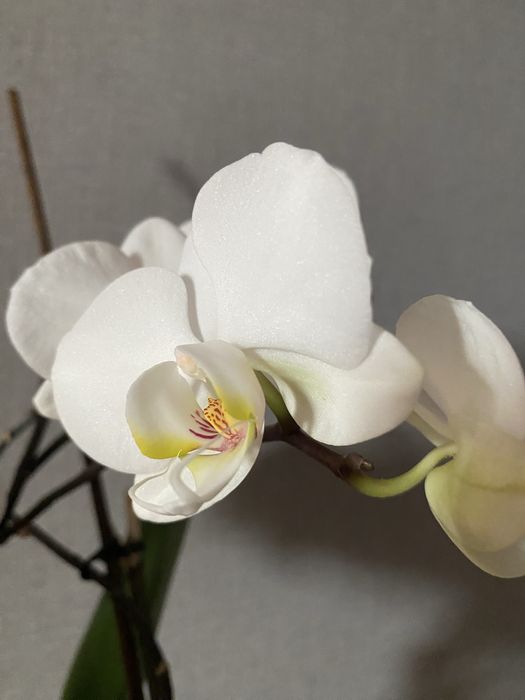 Орхидея   Комнатный цветок