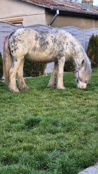 Cai gipsy pt hipoterapie si echitatie armasar si iapa