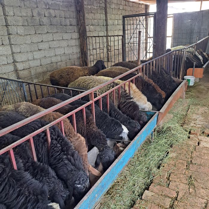 Семиз кошкар койлар