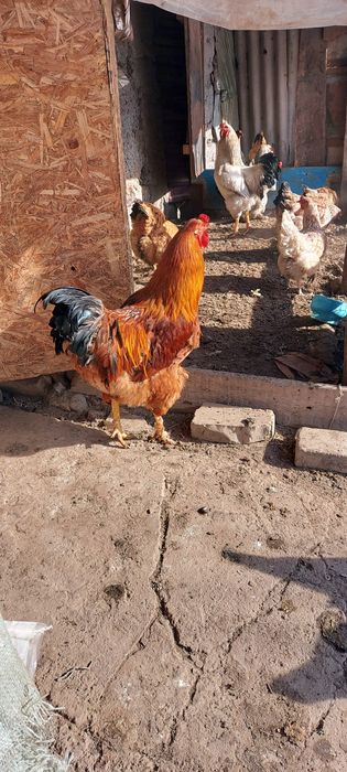 Петух  породистый