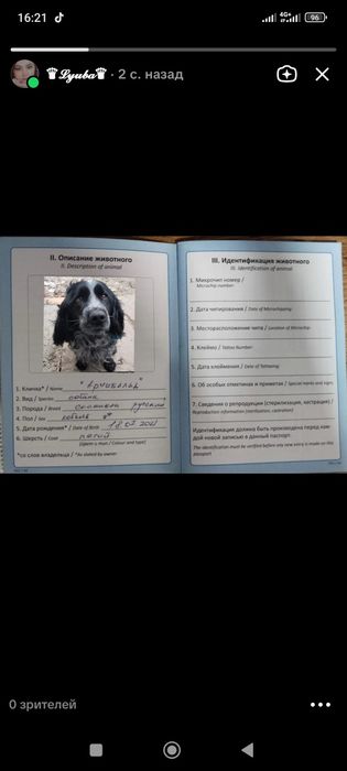 Продам щенят русский спаниель