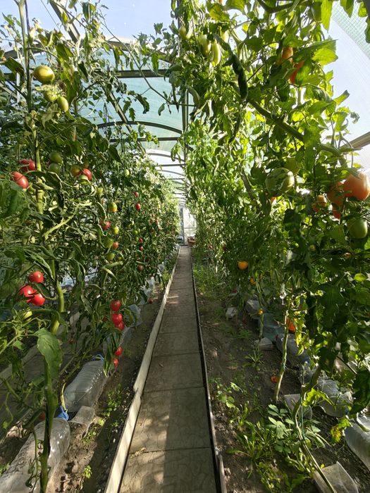 Продам дачу. СО.Горизонт