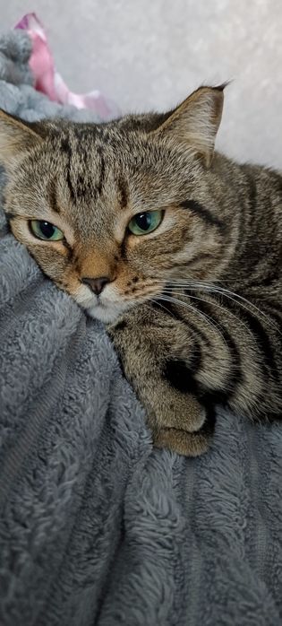 Отдам кота в добрые руки