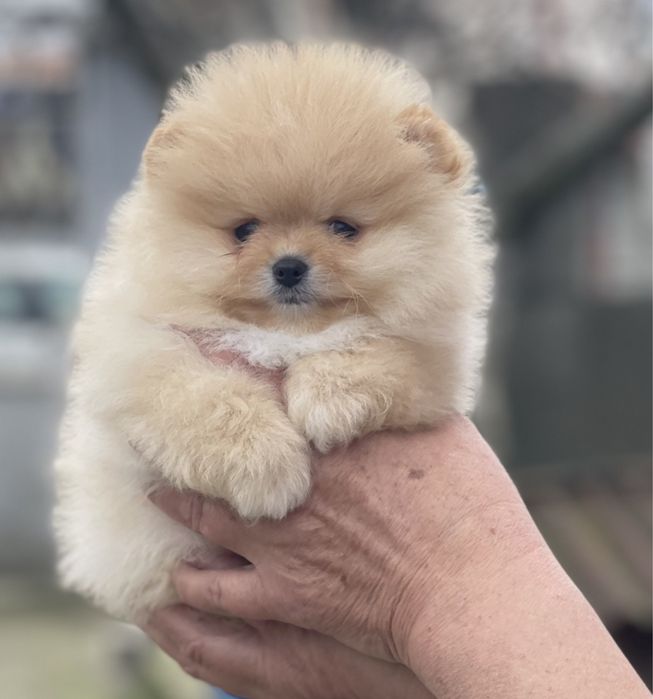 Мини мини Померана