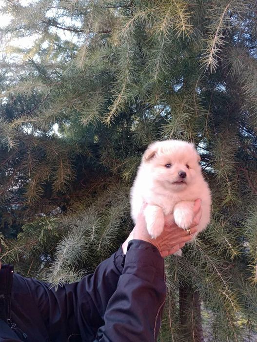 Бели и кремави Шпицлета!