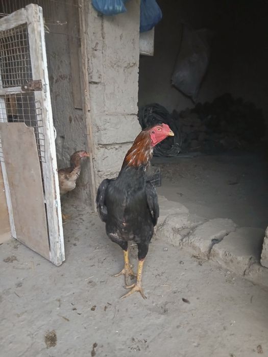 Тухумлар сотилади