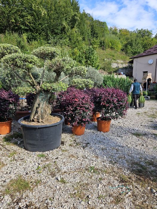 Măslini seculari calitate extra