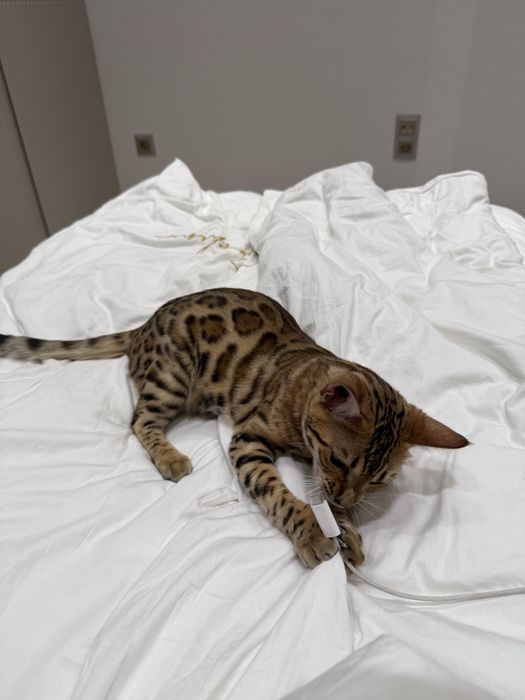 Бенгальский котенок