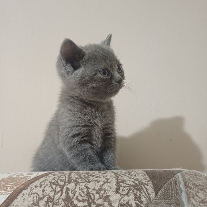 Котенца-Британчета