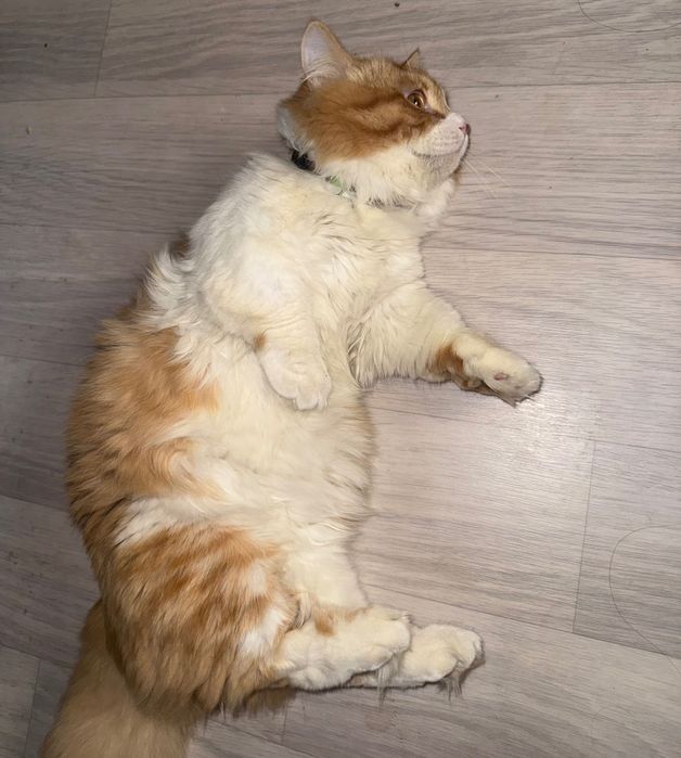 Srocna qiz bola muwik kerak