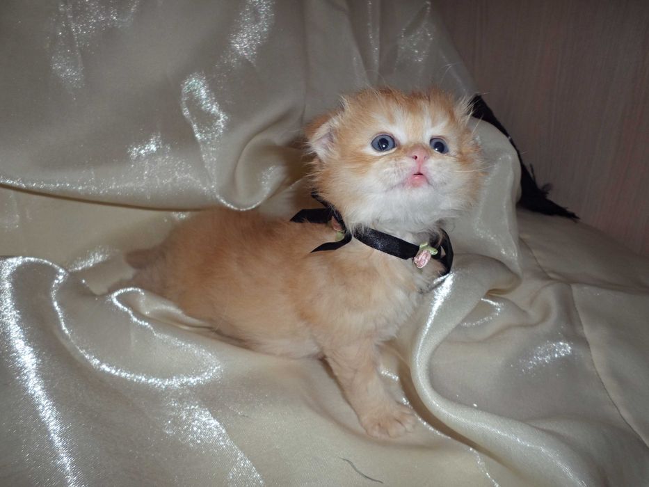 Роскошный золотой мальчик