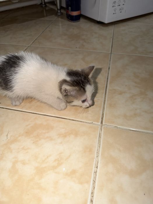 Pisicuta in cautare de casa