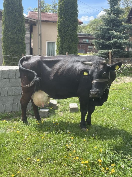 Vand vaca de lapte