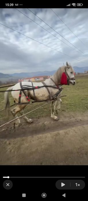 Armăsar cuminte de vânzare sau schimb cu mânză