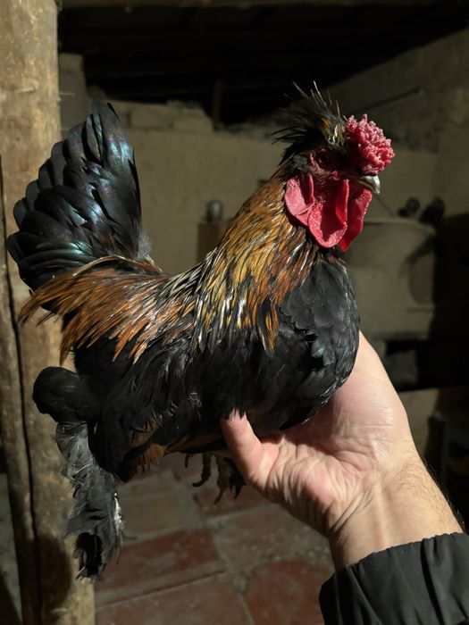 Пипин петух курица