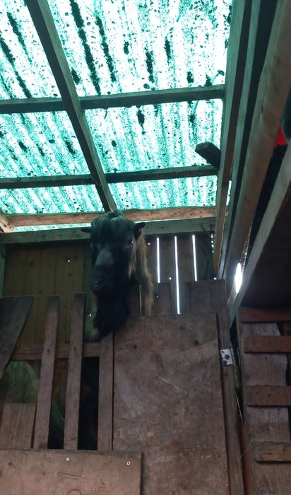 de vânzare tap alpin francez- vandut