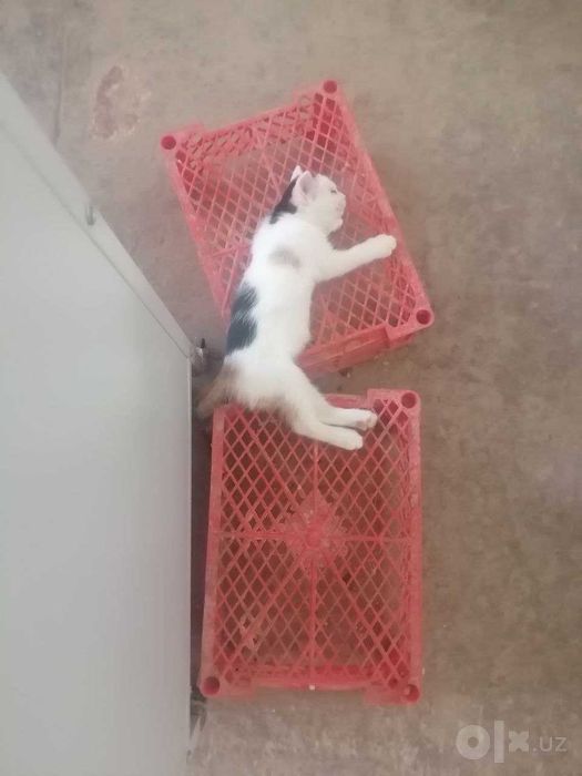 Котёнок-инвалид, Mushukcha-nogiron