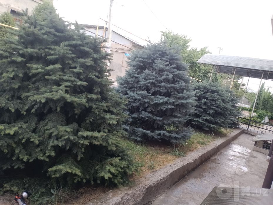 Продается ель пушистые