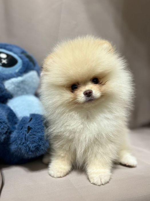 Шпиц девочка кремовая