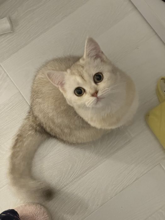 Отдаю котика в хорошие руки