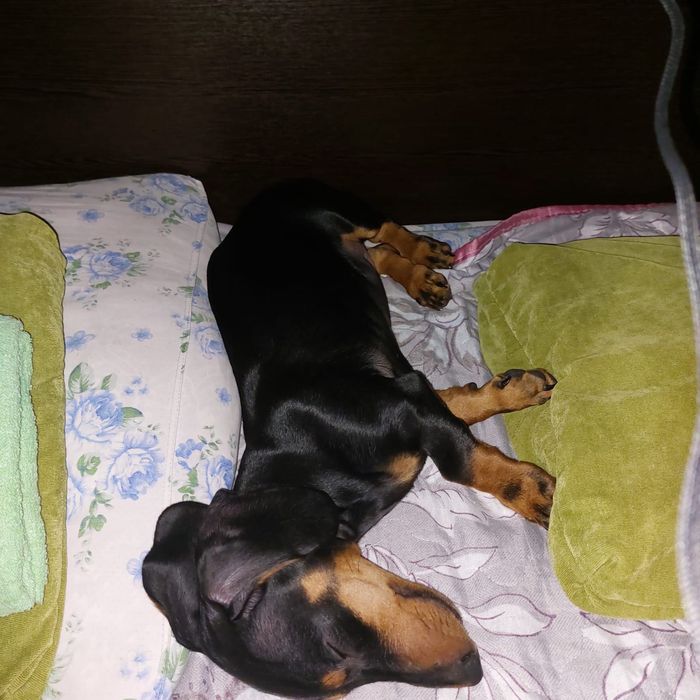 Такса, кабель - 8 месяцев