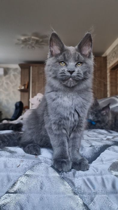 Котёнок мейн-кун девочка