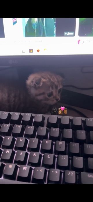 Кошка,выслоухийй