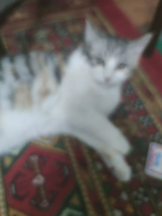 Животные хорошие руки