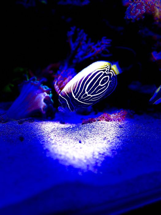 Аквариум морской