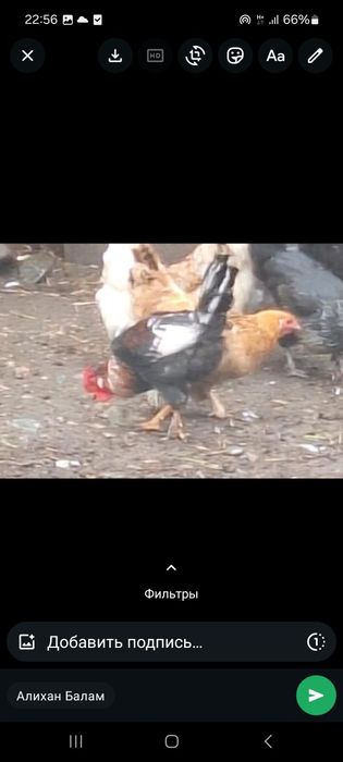 Продам петух и курецу