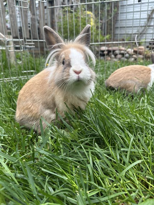 Крольчата львиная голова