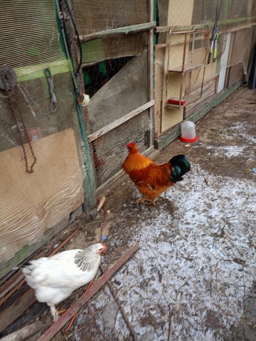 Vând cocoși , porumbei și găinușe americane