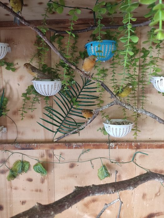 Канарейки и папугаи