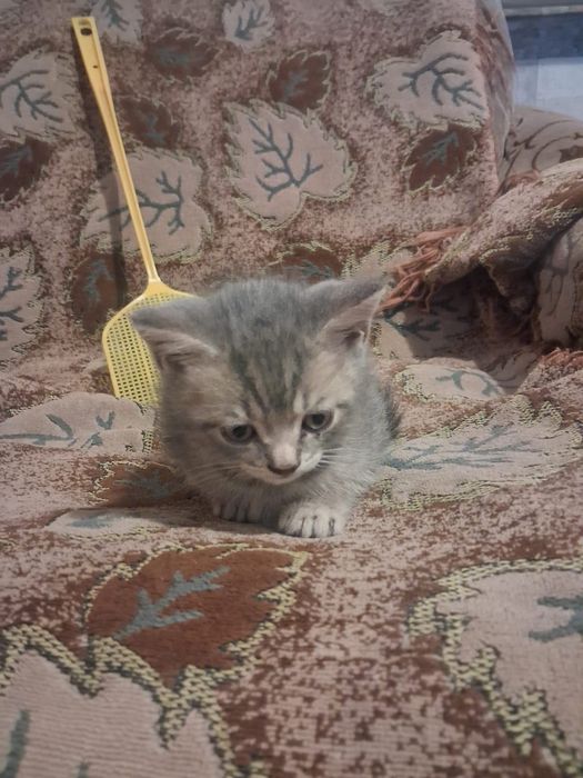 Продаются котята в хорошие руки