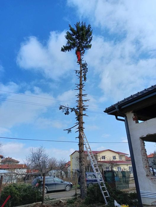 Рязане на опасни дървета арбористи кастрене премахване извозване