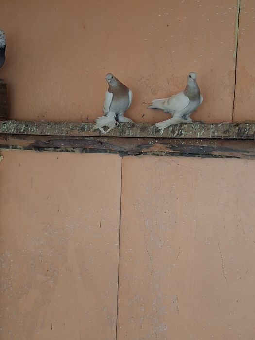 Продам голубей самцы