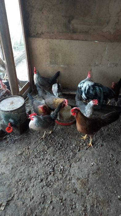 Oua pt incubat La Bresse si Italiene