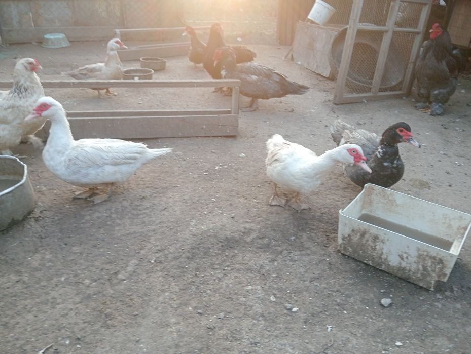 Продам индоутят суточных.