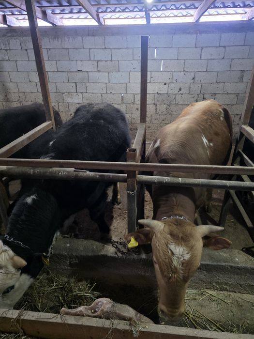 Бычки 15 голов  продам в круг