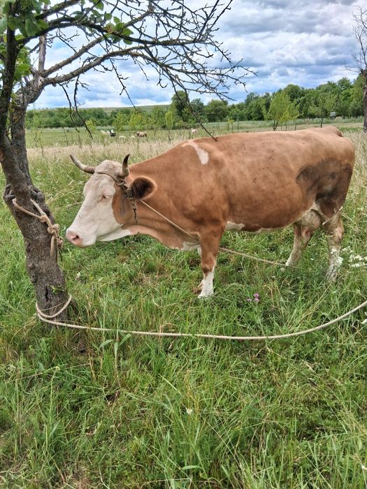 Vaca a fata 7 ani