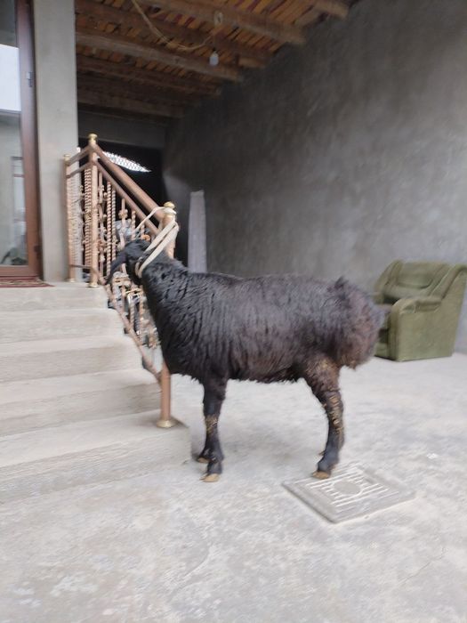 Toza xisori solu qoy xali tugmagan