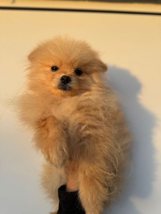 Немски шпиц мъжки