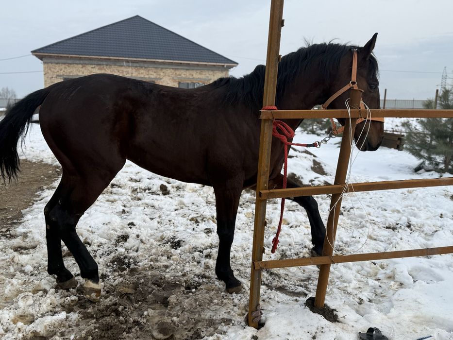 Жеребец американец