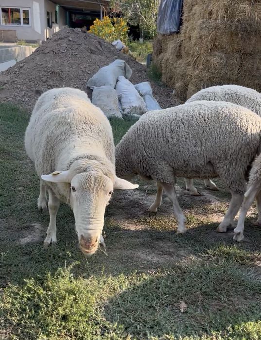 Мериноландшаф, Ильдефранс (меринос)