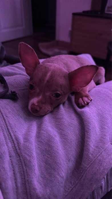 Chihuahua baiat Merle