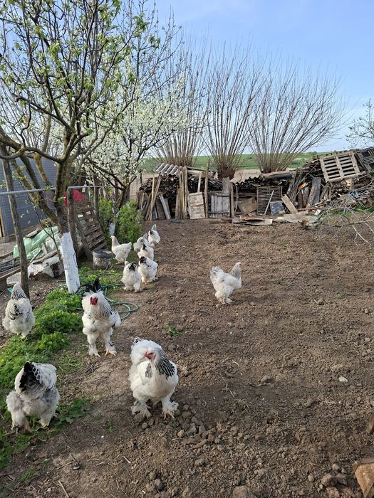 Vând pui brahma herminat deschis  si pui moțați încălțați  preț dela 15 leii!