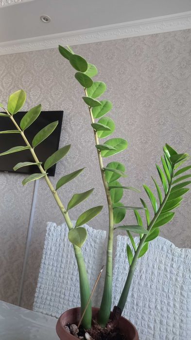 Срочно продам домашние цветы