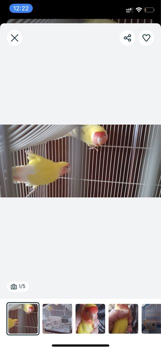 Продам пару взрослых неразлучников